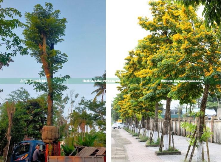 Cây giáng hương trồng công trình Cây giáng hương trồng công trình