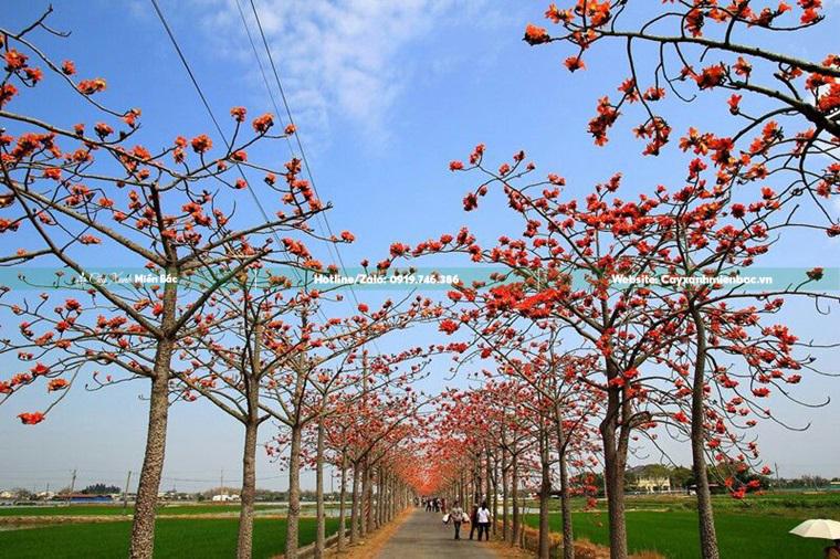 Cây hoa gạo đỏ Cây hoa gạo đỏ