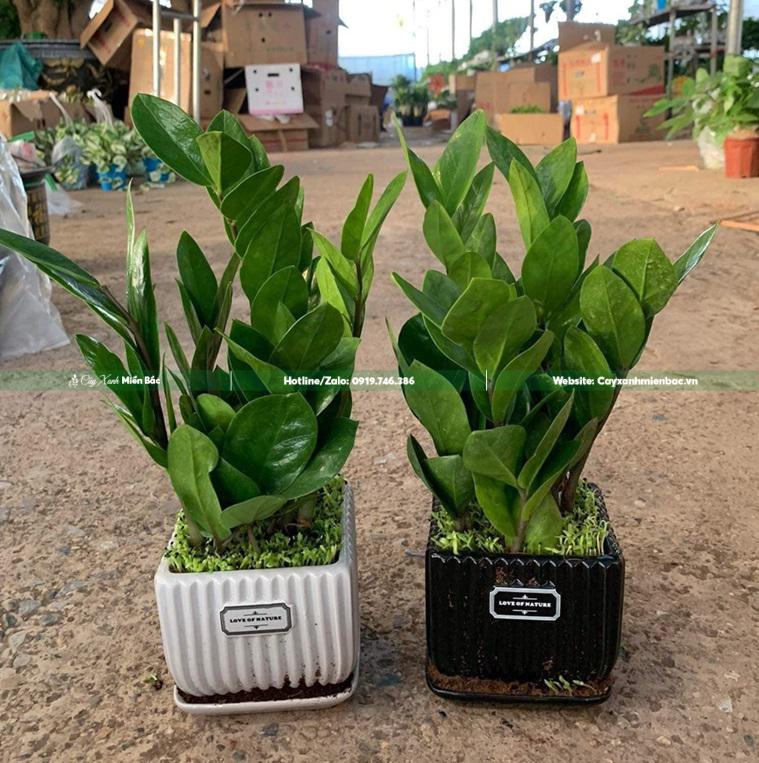 Cây kim tiền để bàn Cây kim tiền để bàn