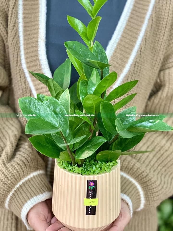 Cây kim tiền mini Cây kim tiền mini