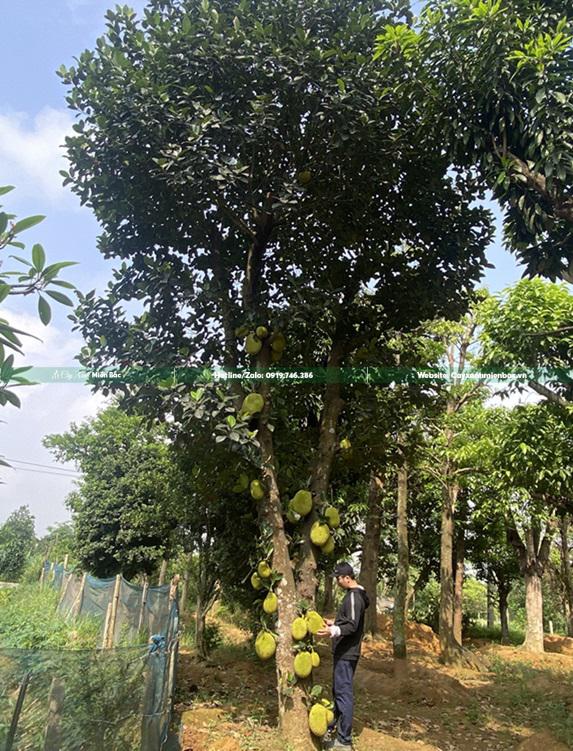 Cây mít dai Cây mít dai