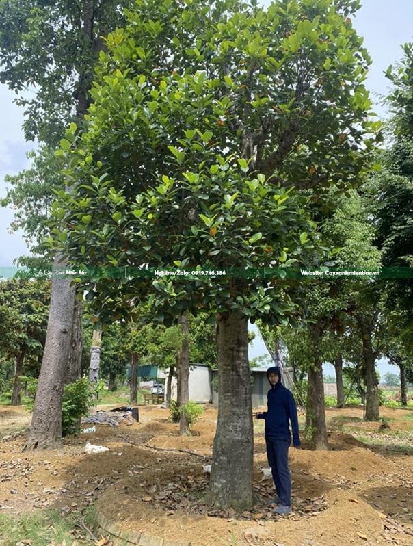 Cây mít cổ thụ Cây mít cổ thụ
