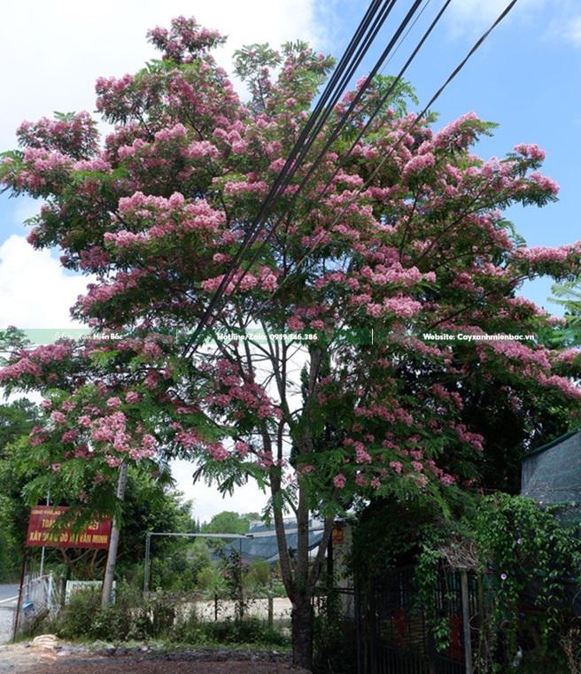 Cây muồng hoa đàn nở hoa Cây muồng hoa đàn nở hoa