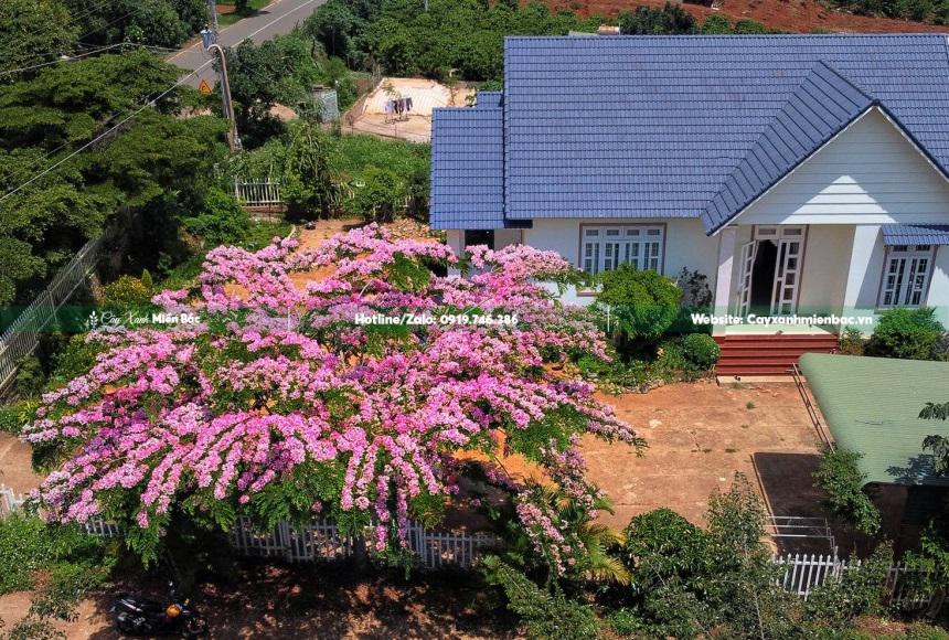 Cây muồng hoa đào trồng sân nhà Cây muồng hoa đào trồng sân nhà