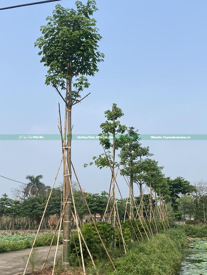 Cây mỹ nhân cỡ Trung Cây mỹ nhân cỡ Trung