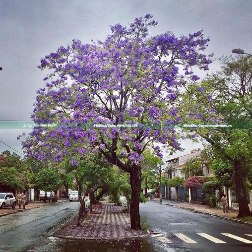 Cây phượng tím Cây phượng tím