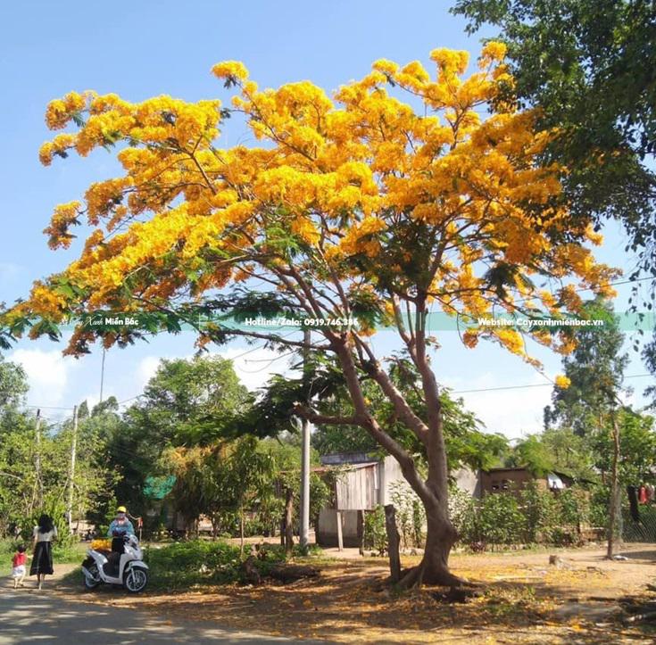 Cây phượng vàng giá tốt Cây phượng vàng giá tốt