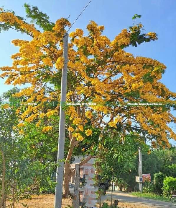Cây phượng vàng Cây phượng vàng