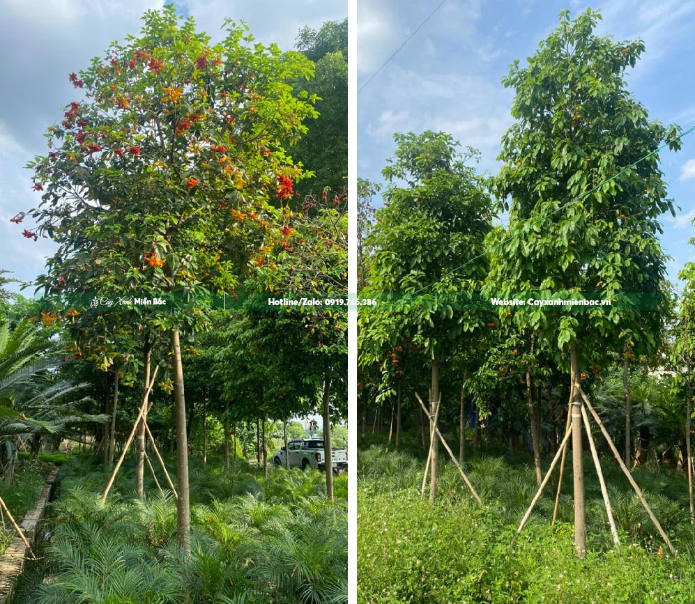 Cây sang cỡ nhỏ Cây sang cỡ nhỏ