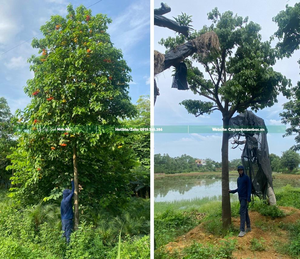 Cây sang công trình cỡ Trung bình