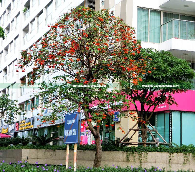 Cây sang nở hoa đỏ Cây sang nở hoa đỏ
