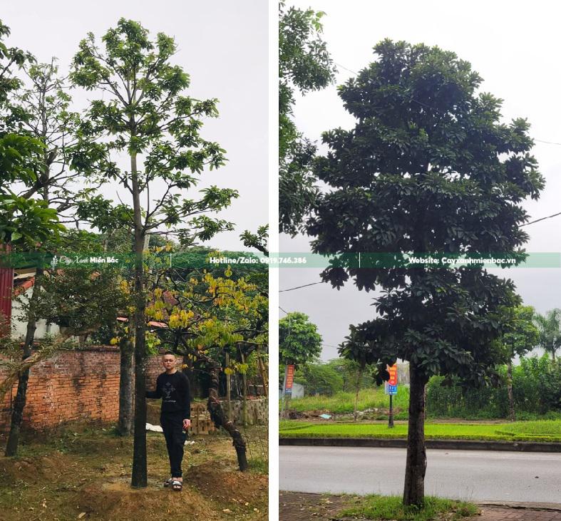 Cây sang trồng công trình Cây sang trồng công trình