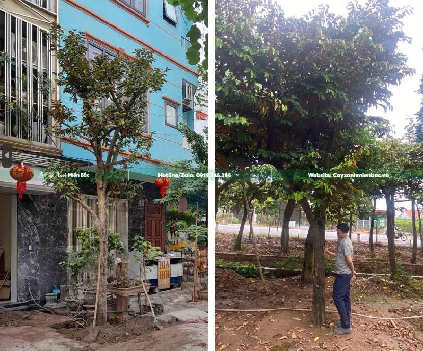 Cây vú sữa giá tốt Cây vú sữa giá tốt