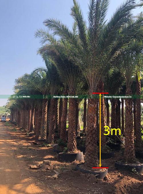 Chà là lóng 3m Chà là lóng 3m