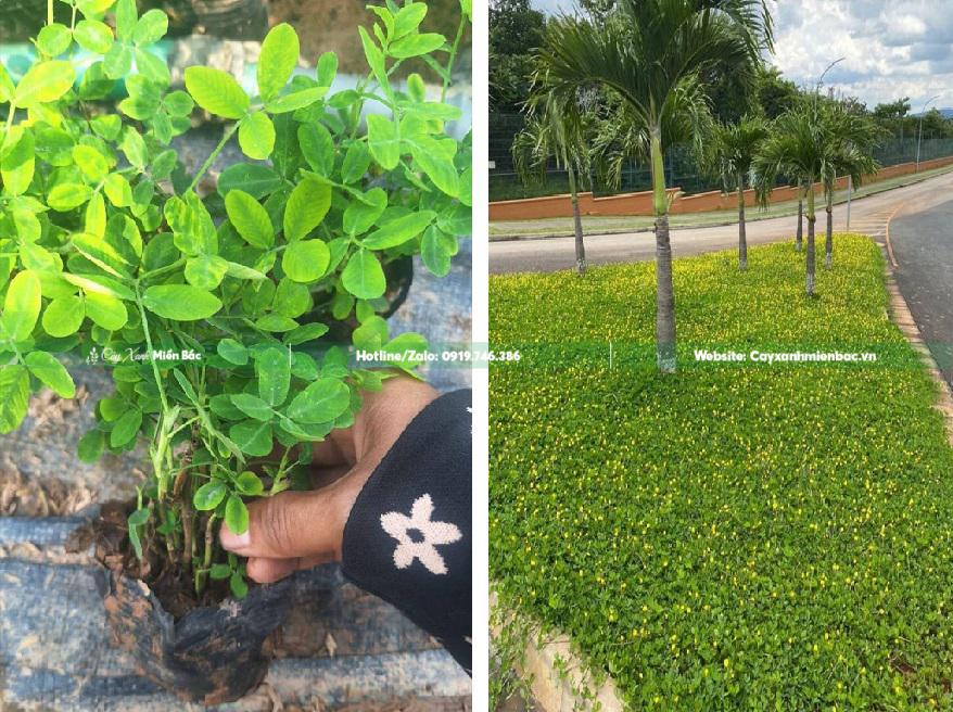 Cỏ lạc tiên giá tốt Cỏ lạc tiên giá tốt