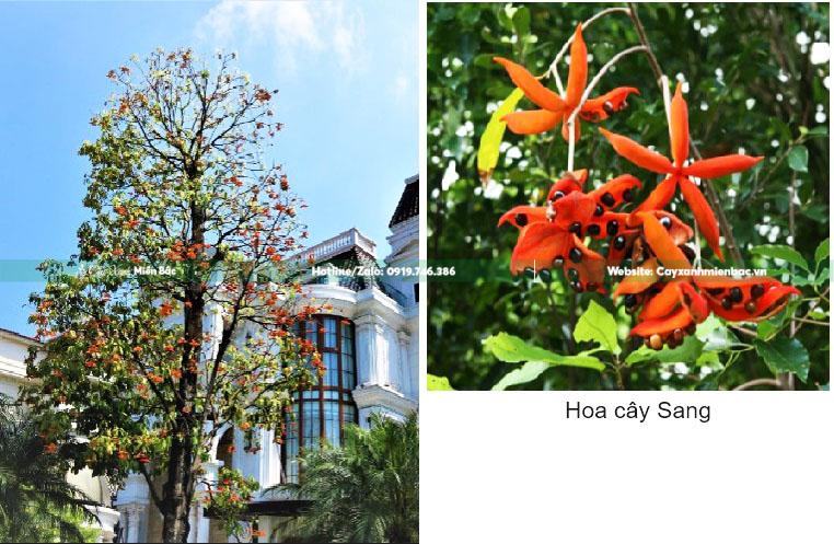 Hoa cây Sang