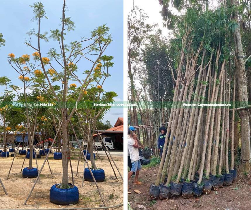 Mua bán cây phượng vàng Mua bán cây phượng vàng