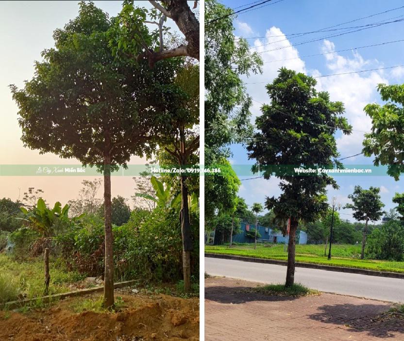 Mua cây Sang công trình Mua cây Sang công trình