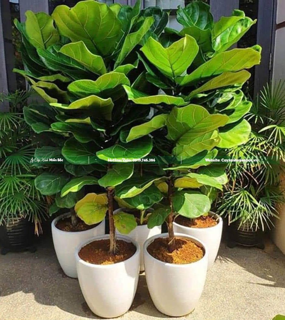 Mua cây bàng Singapore Mua cây bàng Singapore