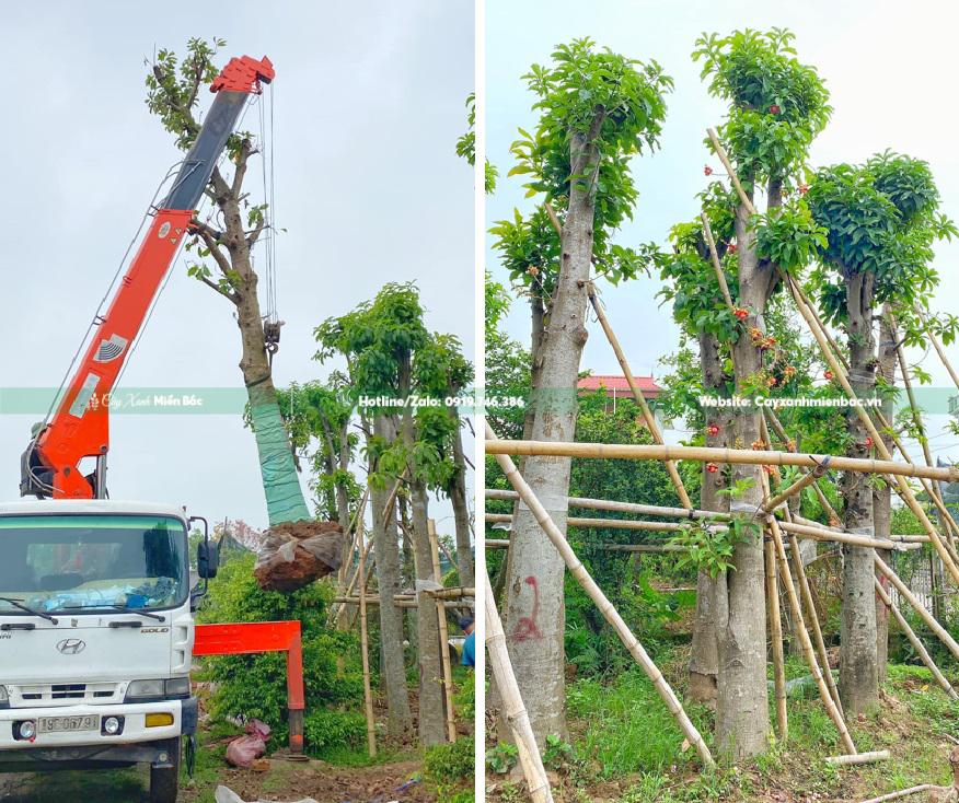 Trồng cây Sala cho khách hàng Trồng cây Sala cho khách hàng