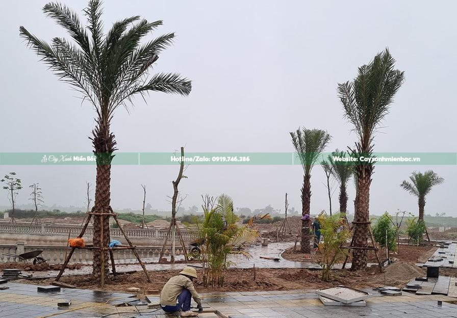 Trồng cây chà là giá tốt Trồng cây chà là giá tốt