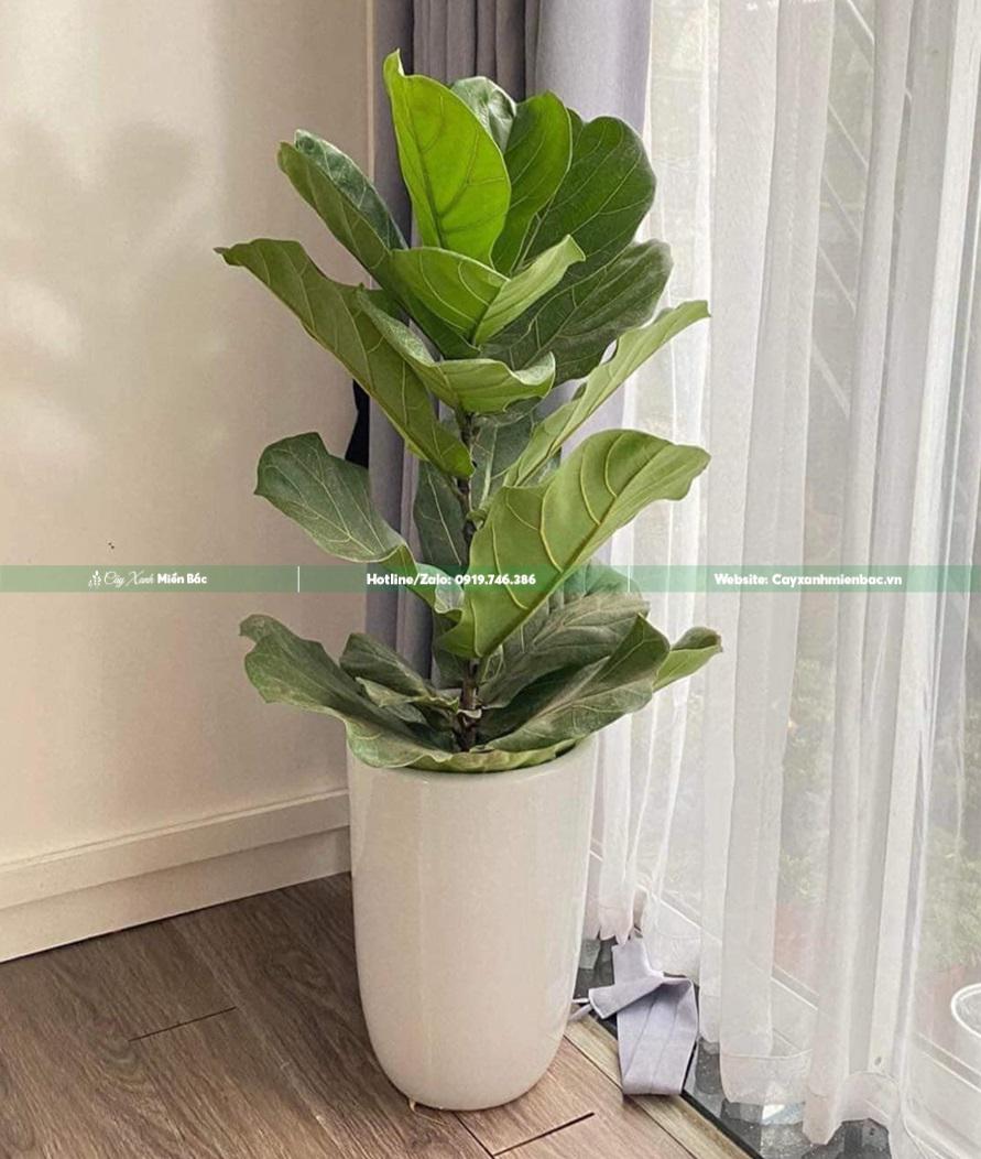 bán cây bàng Singapore bán cây bàng Singapore