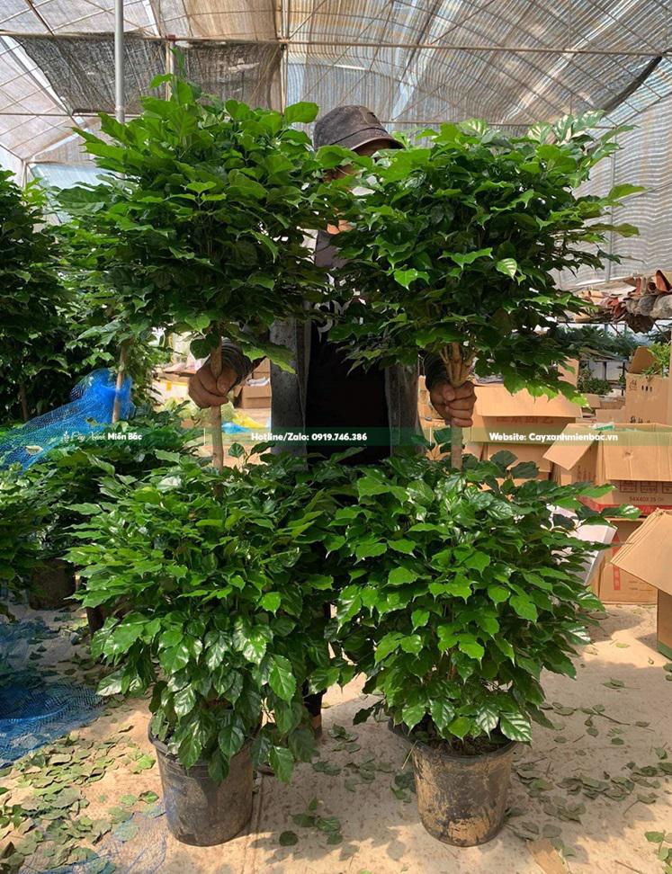 bán cây hạnh phúc giá rẻ bán cây hạnh phúc giá rẻ