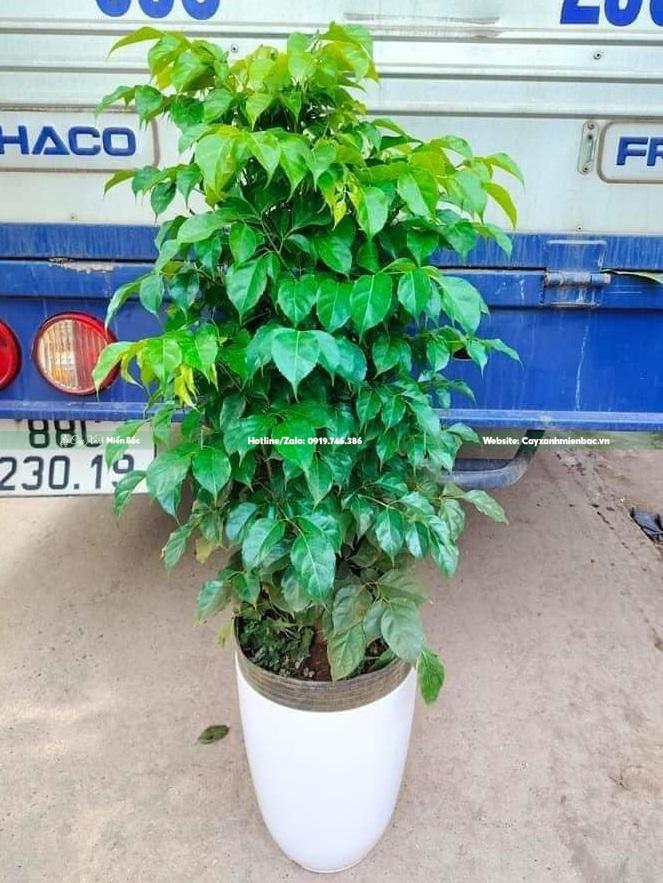 bán cây hạnh phúc bán cây hạnh phúc