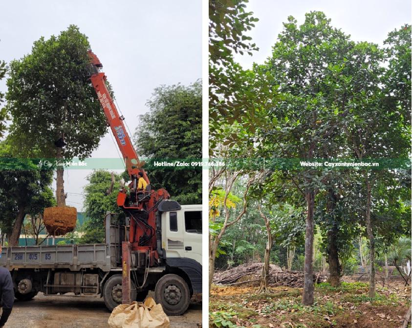 bán cây mít bán cây mít