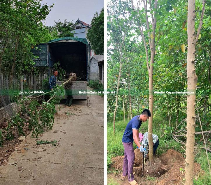 bán cây muồng hoa đào giá tốt