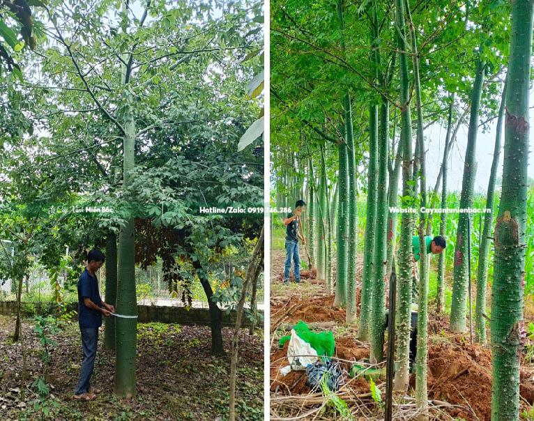 bán cây mỹ nhân giá tốt bán cây mỹ nhân giá tốt