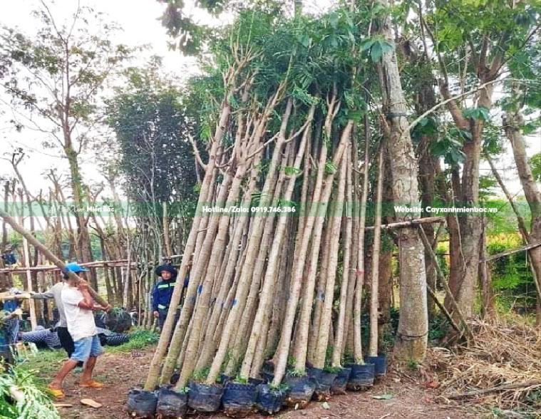 bán cây phượng vàng giá tốt