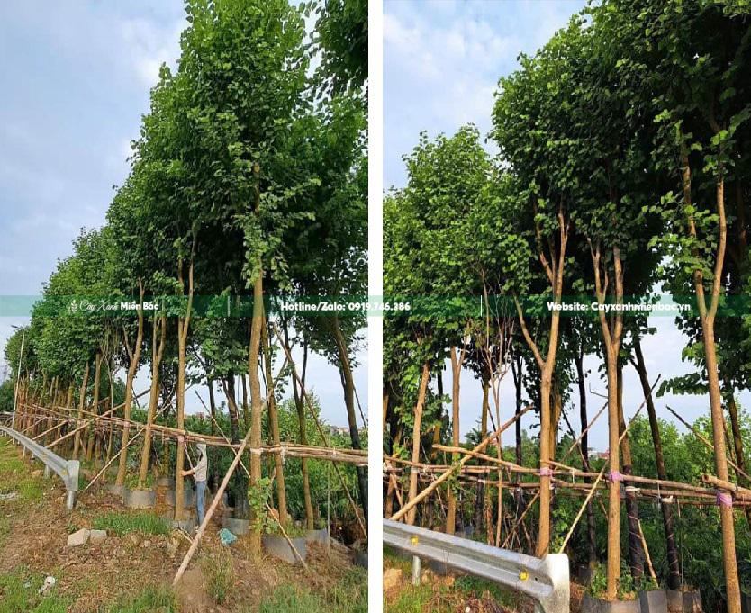 cây ban hoa trắng cây ban hoa trắng