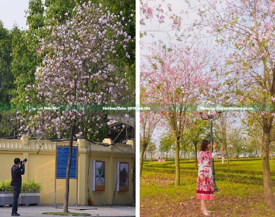 cây ban nở hoa cây ban nở hoa