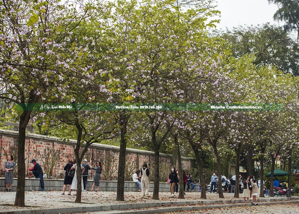 cây ban tây bắc nở hoa cây ban tây bắc nở hoa