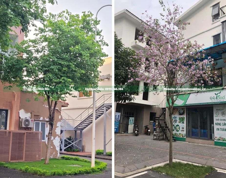 cây ban tây bắc trang trí cảnh quan cây ban tây bắc trang trí cảnh quan