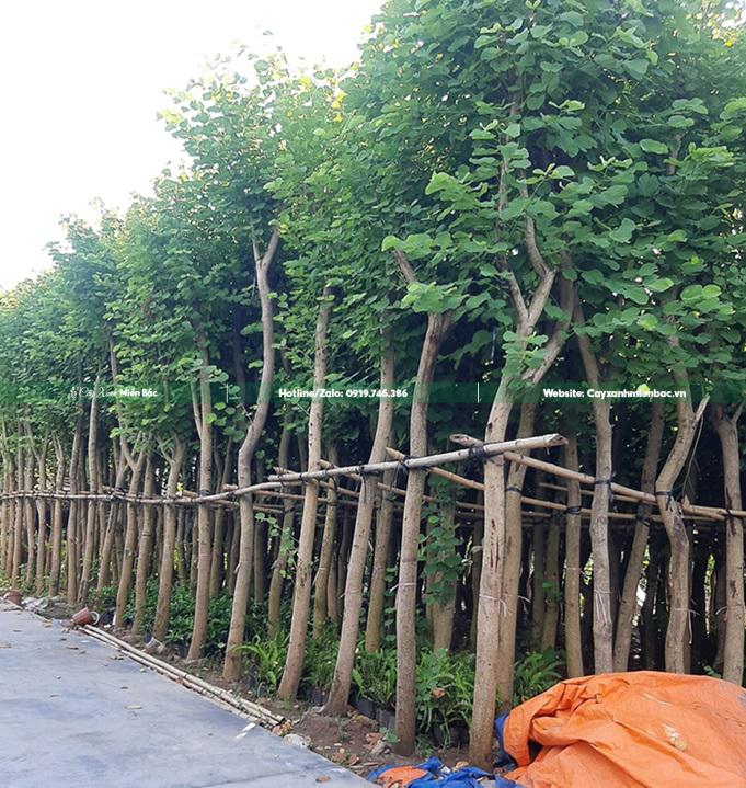 cây ban tím cỡ Trung cây ban tím cỡ Trung