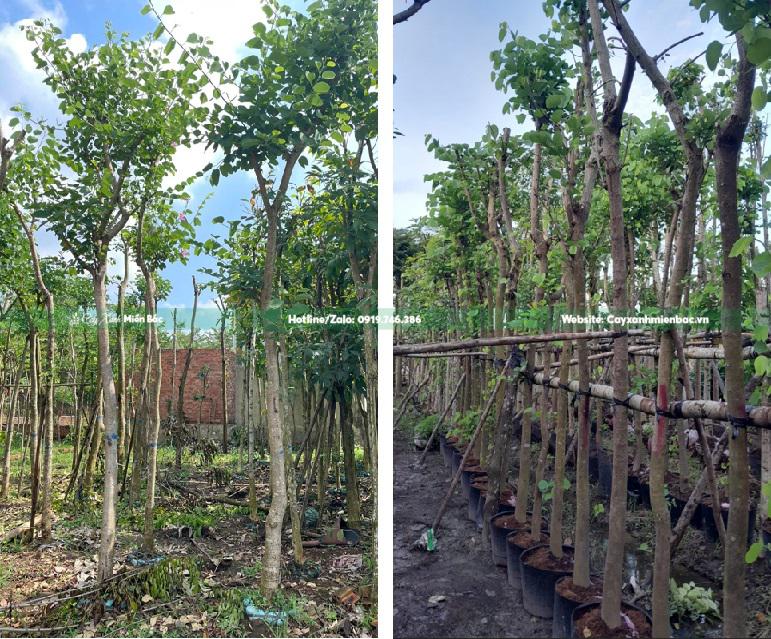 cây ban tím cỡ nhỏ cây ban tím cỡ nhỏ