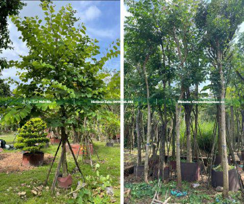 Mua Bán Cây Ban Tím, Cây Ban Hoàng Hậu, Móng Bò Tím Giá Tốt