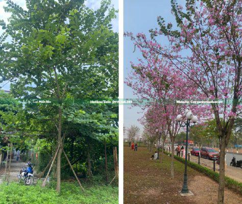Mua Bán Cây Ban Tím, Cây Ban Hoàng Hậu, Móng Bò Tím Giá Tốt