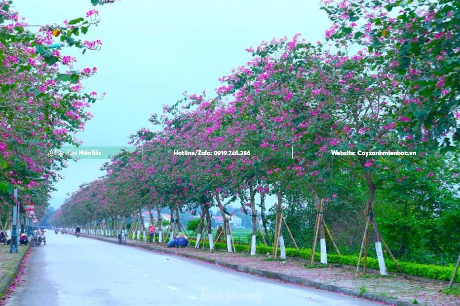 cây ban tím cây ban tím