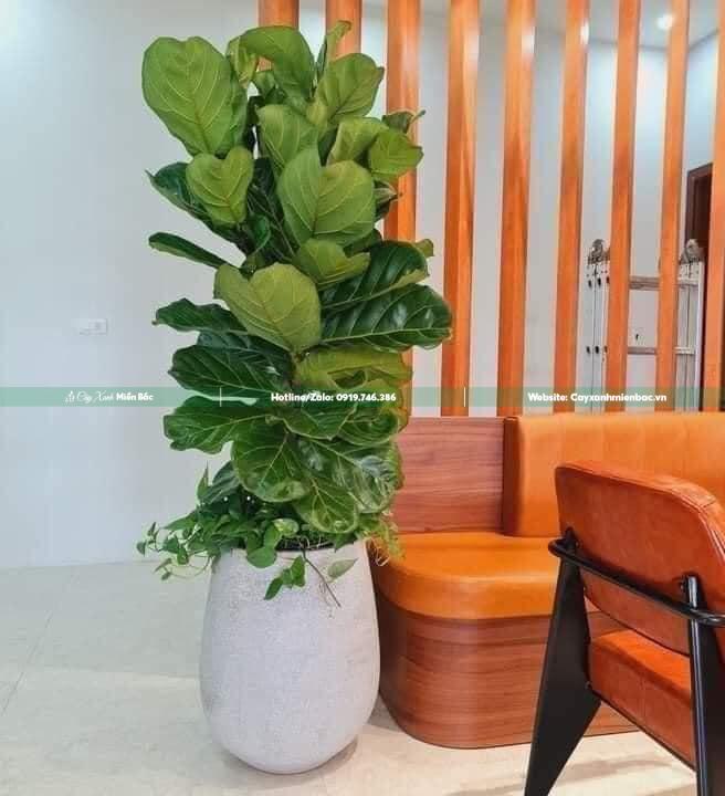 cây bàng Singapore cây bàng Singapore