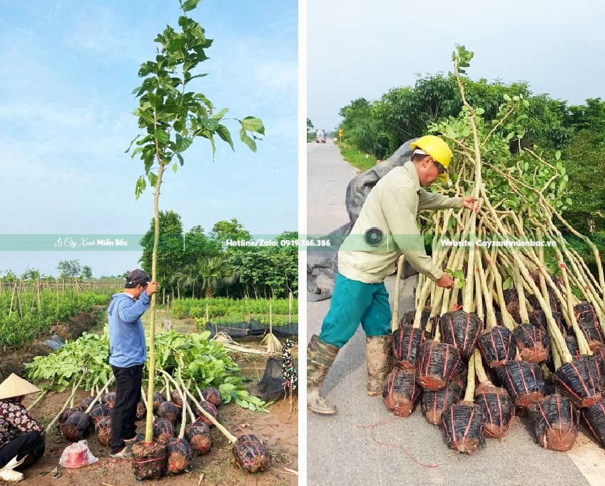 cây bằng lăng giống giá tốt