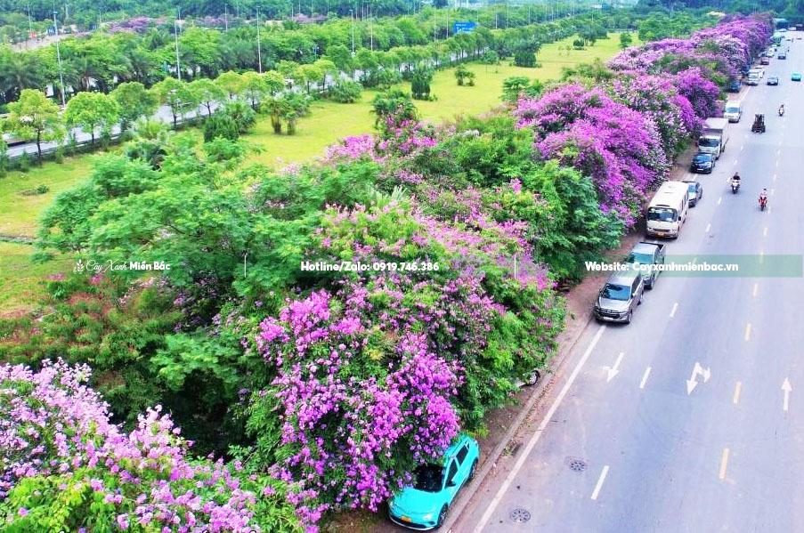 cây bằng lăng trồng đường phố