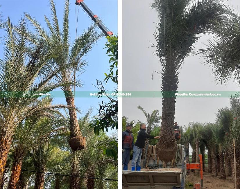 cây chà là giá rẻ cây chà là giá rẻ