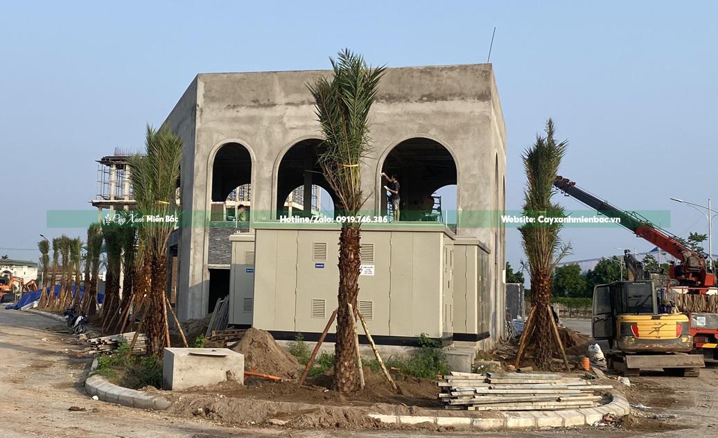 cây chà la trung đông trồng cảnh quan cây chà la trung đông trồng cảnh quan