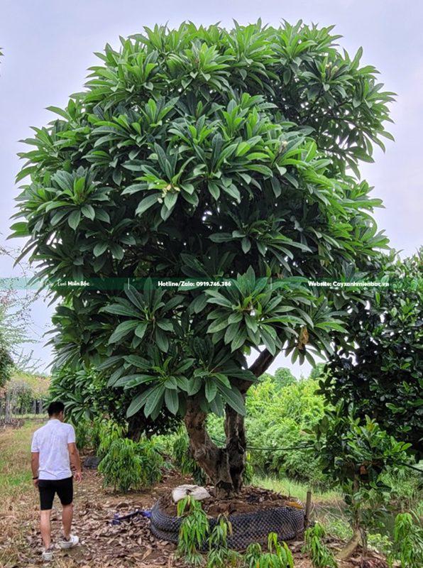 cây đại cỡ lớn