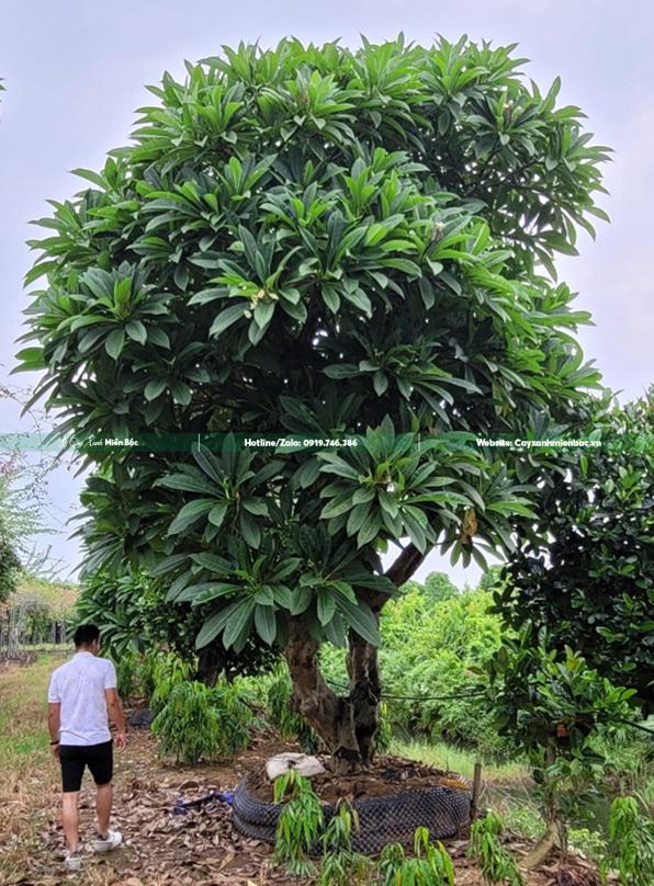 cây đại cỡ lớn cây đại cỡ lớn