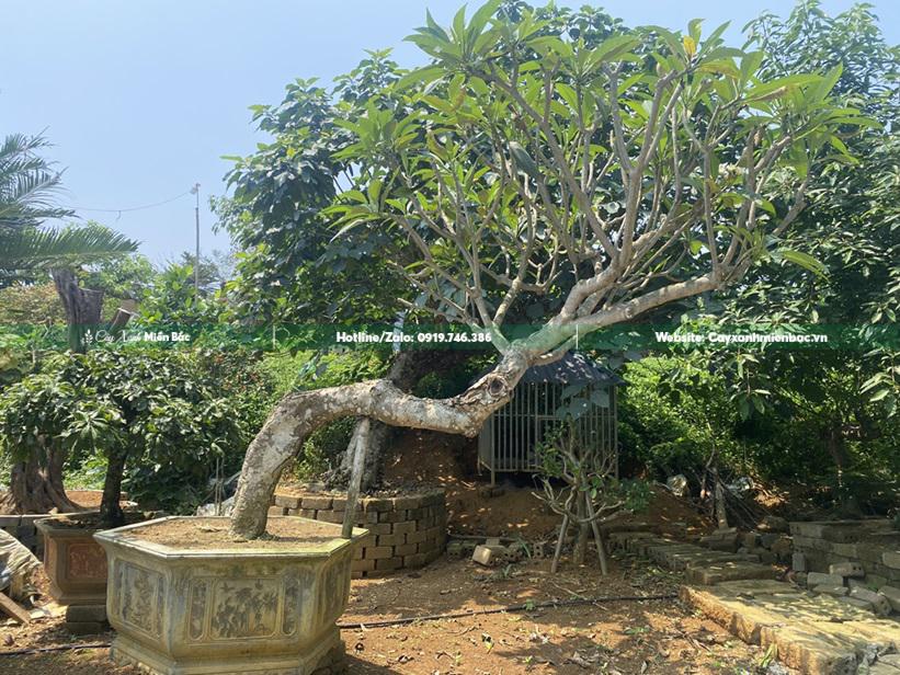 cây đại dáng bay