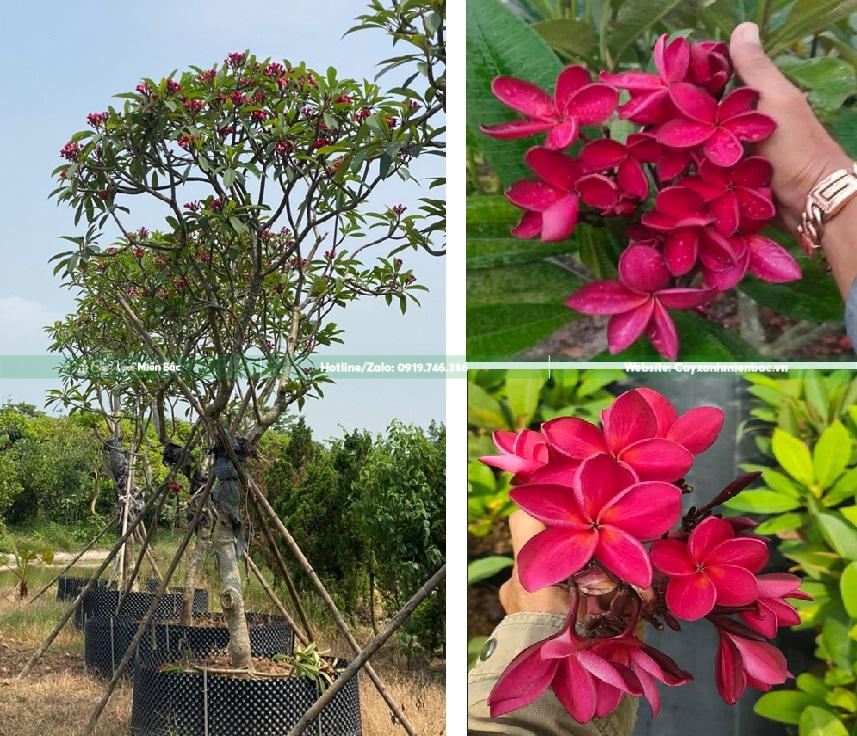 cây đại đỏ đậm cây đại đỏ đậm